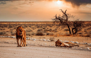 2023 November Trip - Wild Beauty of Namibia